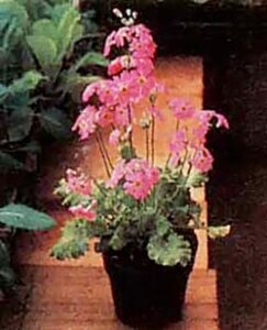 The Greenhouse Environment as Mini-Ecosystem Image